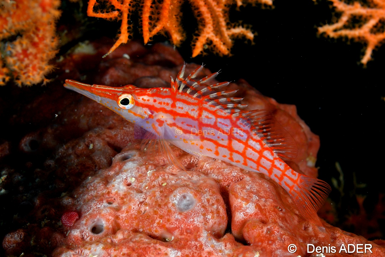 Oxycirrhites typus Poisson faucon a long nez-Moga Island Pak Kasim-25m-20180530-Denis-ADER-DSC_2300_tn.jpg